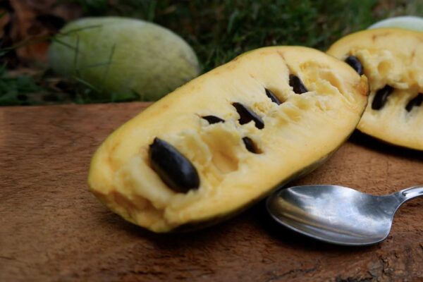 It's Pawpaw Season!