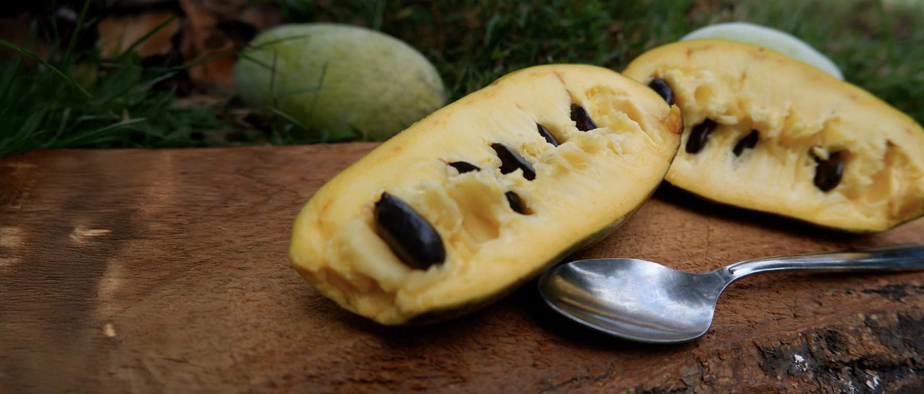 It’s Pawpaw Season!